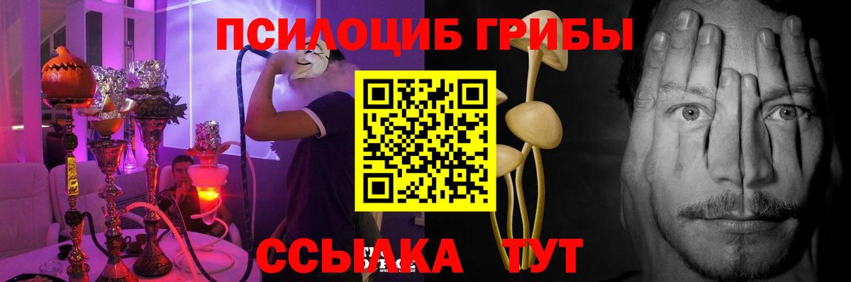 Гурьевск  Псилоцибиновые грибы Psilocybine cubensis  Вход с VPN 